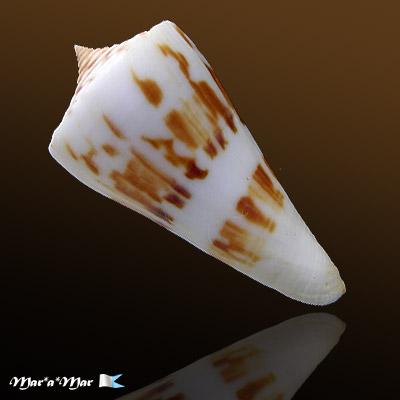 Conus poormani Berry, 1960 - Imagem 2