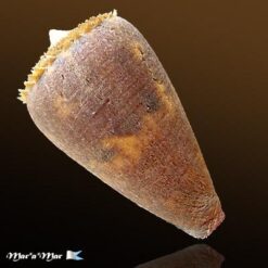 Alternative view of Conus vittatus Hwass, 1792