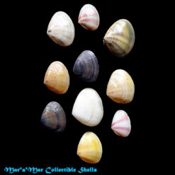 Donax faba Gmelin, 1791