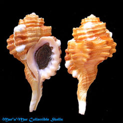 Ranularia cynocephala caribbaea Clench & Turner, 1957