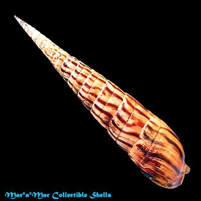 Terebra strigata Sowerby, 1825 - Imagem 2