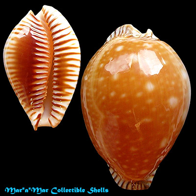 Cypraea guttata azumai (Schilder, 1960)