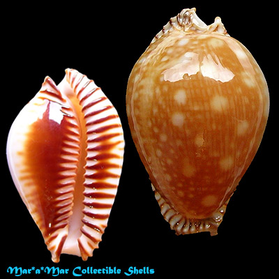 Cypraea guttata azumai (Schilder, 1960)