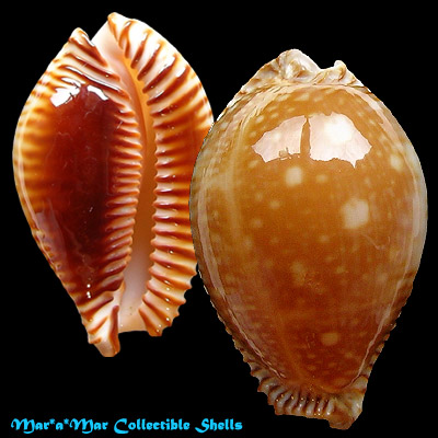 Cypraea guttata azumai (Schilder, 1960)