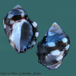 Acanthina brevidentata (Wood, 1828)