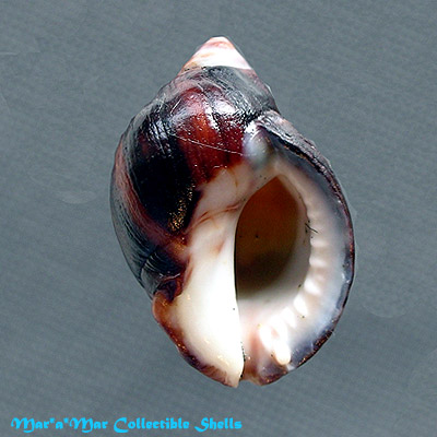 Acanthina monodon (Pallas, 1774)