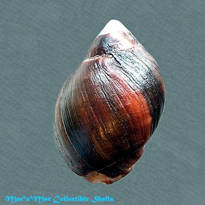 Acanthina monodon (Pallas, 1774) - Image 2