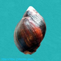 Alternative view of Acanthina monodon (Pallas, 1774)