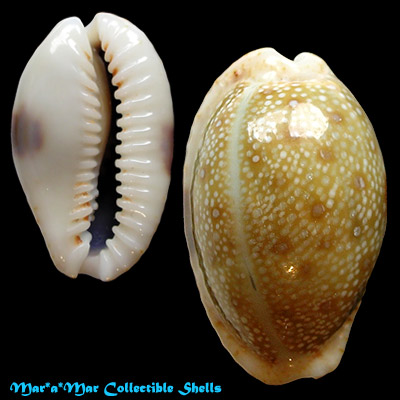 Cypraea (Erosaria) erosa Linnaeus, 1758