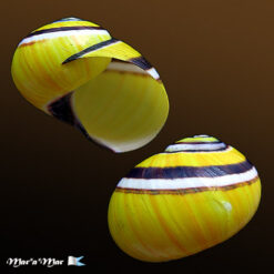 Polymita picta iolimbata Torre, 1950