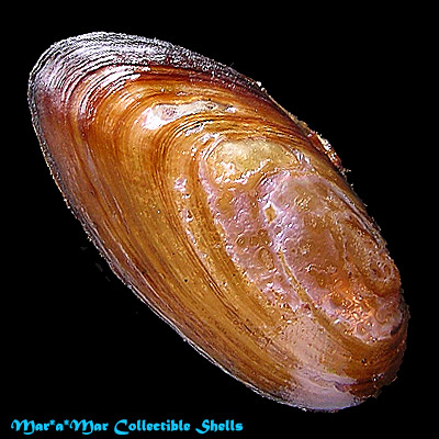 Diplodon chilensis patagonicus (Orbigny, 1835)