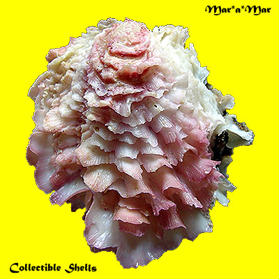 Chama frondosa Broderip, 1835