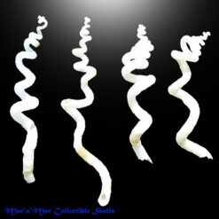 Siliquaria modesta Dall, 1881*