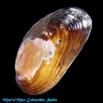 Diplodon chilensis patagonicus (Orbigny, 1835)