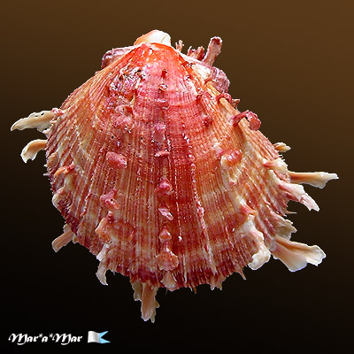 Spondylus ictericus Reeve, 1856