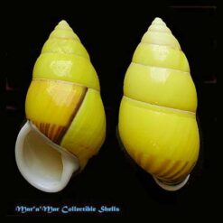 Amphidromus perversus citrinus (von Martens, 1867)