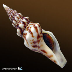 Tiariturris spectabilis Berry, 1958