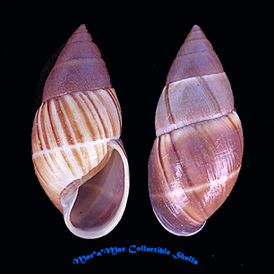Thaumastus magnificus (Grateloup, 1839)