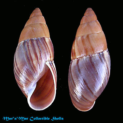 Thaumastus taunaisii (Ferussac, 1821)