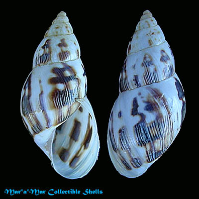 Drymaeus papyrifactus Pilsbry, 1898