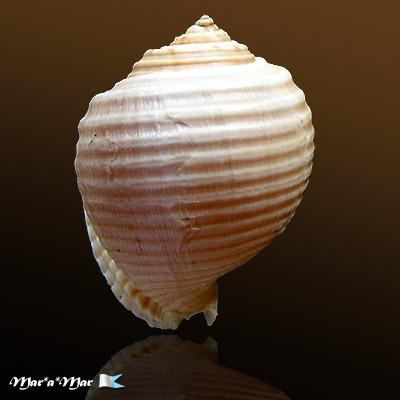 Malea ringens (Swainson, 1822) - Imagem 2