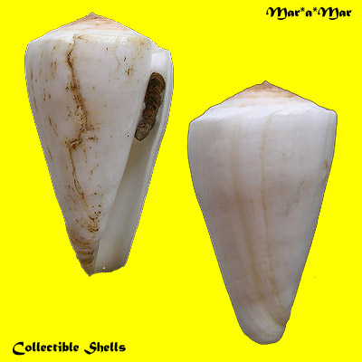 Conus fergusoni Sowerby, 1873