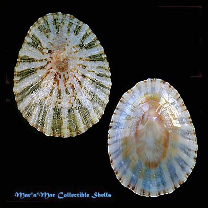 Patella safiana Lamarck., 1819