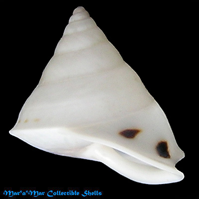 Oxychona pyramidella (Wagner, in Spix, 1827)