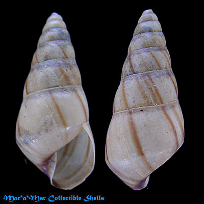 Leiostracus sp.