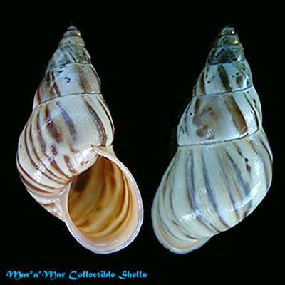 Leiostracus clouei (Pfeiffer, 1856)