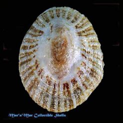 Patella miniata Born, 1778