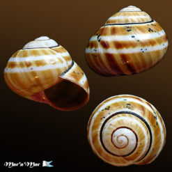 Polymita muscarum splendida Torre, 1950