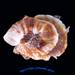 Dendropoma irregularis (Orbigny, 1842)