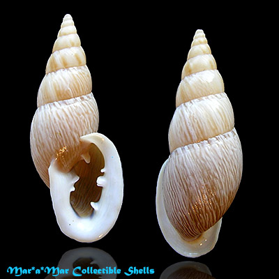Burringtonia leucotrema (Beck, 1837)
