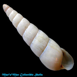 Neobeliscus calcarius (Born, 1778)