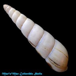 Neobeliscus calcarius (Born, 1778) - Imagem 2