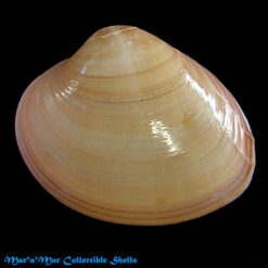 Megapitaria aurantiaca (Sowerby, 1831)