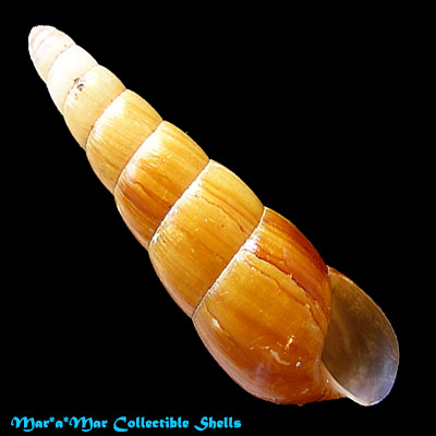 Neobeliscus calcarius (Born, 1778)