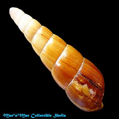 Neobeliscus calcarius (Born, 1778) - Imagem 2