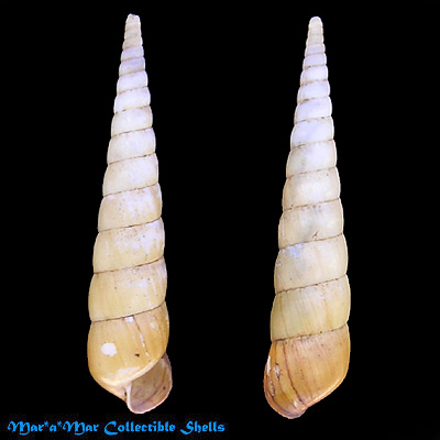 Obeliscus obeliscus (Moricand, 1833)