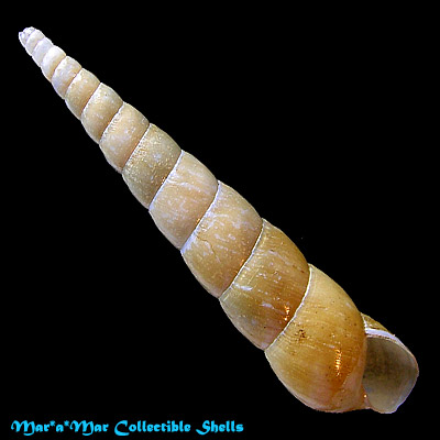 Obeliscus obeliscus (Moricand, 1833)