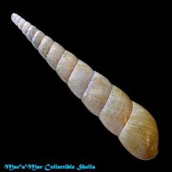 Obeliscus obeliscus (Moricand, 1833) - Imagem 2