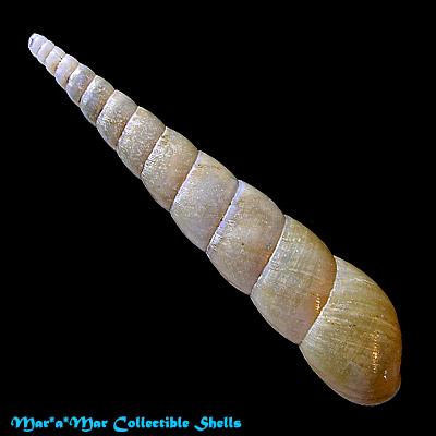 Obeliscus obeliscus (Moricand, 1833) - Imagem 2