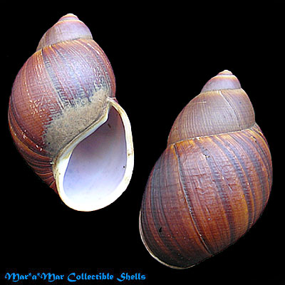 Megalobulimus valenciennesii (Pfeiffer, 1842)