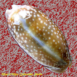 Macrocypraea cervinetta Kiener, 1843