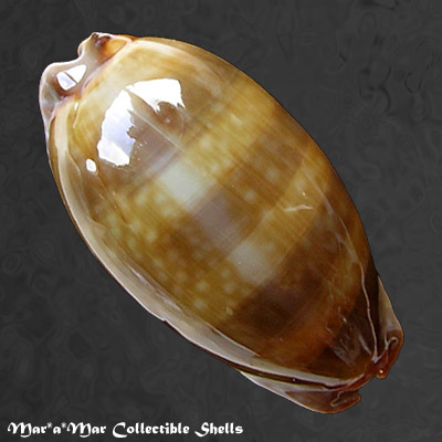 Macrocypraea cervinetta Kiener, 1843