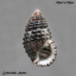 Cerithium cf. petrosum (Wood, 1828)