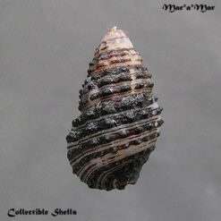 Alternative view of Cerithium cf. petrosum (Wood, 1828)