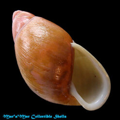 Mirinaba cadeadensis Morretes, 1956