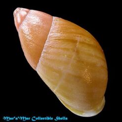 Mirinaba cadeadensis Morretes, 1956 - Imagem 2